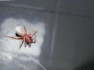 Fellow spider-friendly people will be glad to know it was safely transferred outside