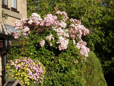 Tannery House garden