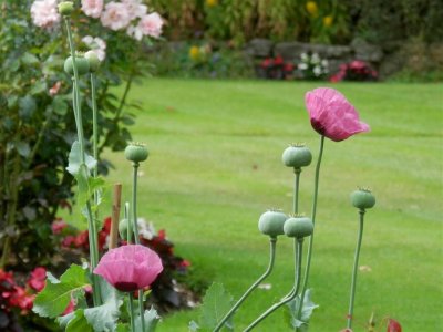 WEDNESDAY Early poppies....