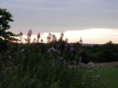 The Angel's view