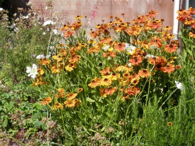 Helenium having another good year, phygelius capensis in the background