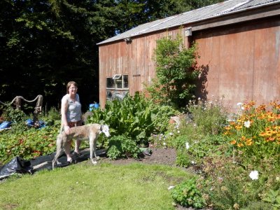 Before shot of the horseradish monster plant