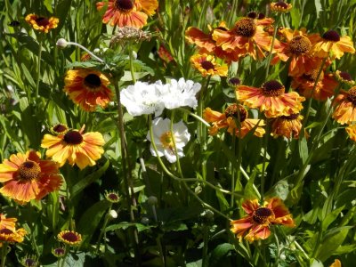 Helenium and scabious