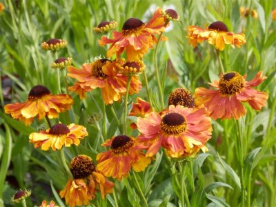 Helenium