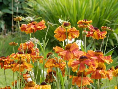 Helenium