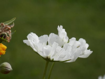 Scabious