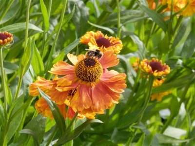 Bees on helenium