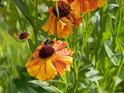 Bees on helenium