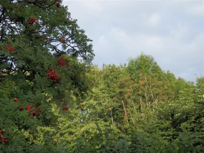 Rowans fruiting