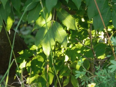 Light through leaves