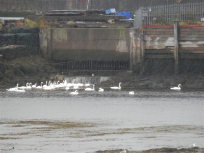 Many clustered swans