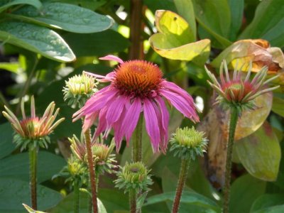 Kathy's echinacea