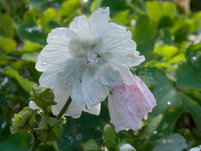 White mallow