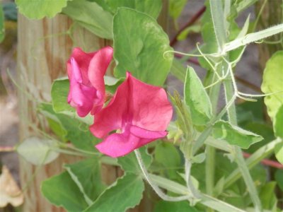 P8200949 