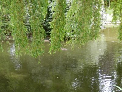 The lake in Hatherley Park