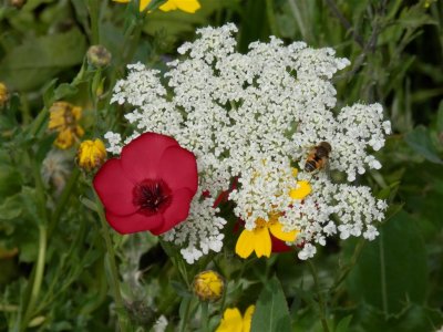 Red corn cockle with wild carrot
