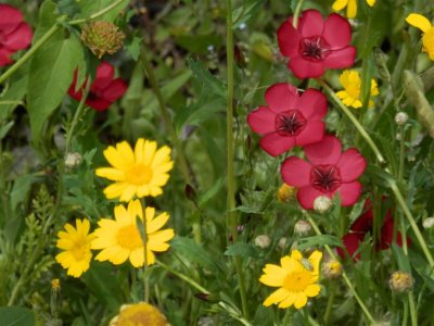 Red corn cockle and corn marigolds