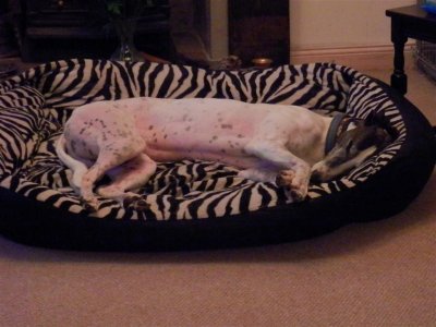 Relaxed in his own bed