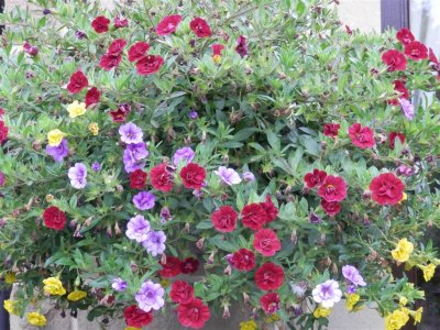 Tannery House hanging basket