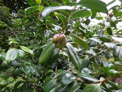 Is this a medlar maybe?