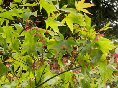 Pretty maple at Hopton Hall