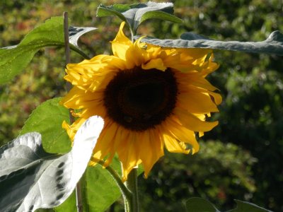 Sunflower in St John's Ambulance grounds, Bakewell