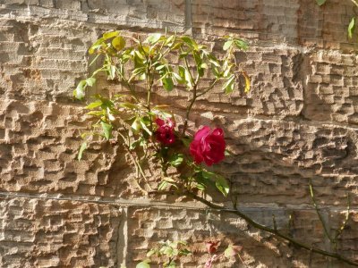 Rose on Quaker Meeting house wall