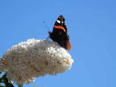 P9011563 (Medium).JPG