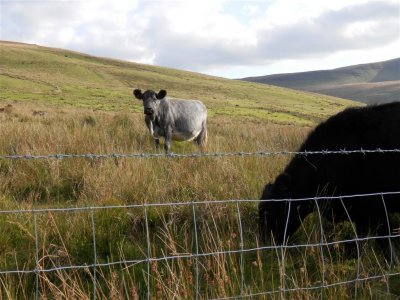 Welsh grey?