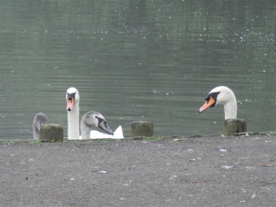 Stratford Park, Stroud