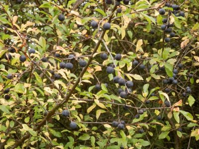 Plentiful sloes 