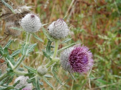 Bull thistle