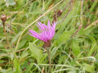 Lesser knapweed