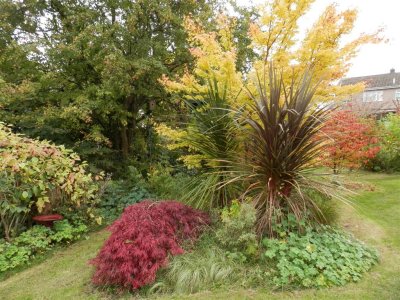 Acer bed