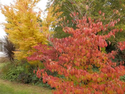 Acer bed from the back
