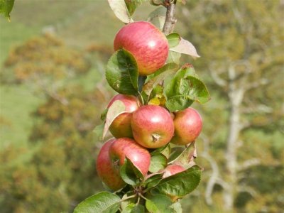 Another bumper crop
