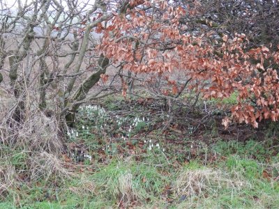 First snowdrops of our walk