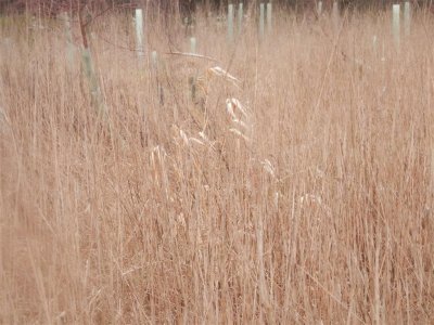 Grasses