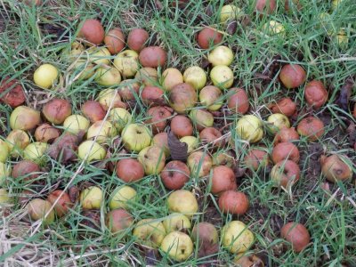 Harvest remains