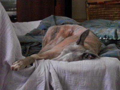 Handsome hound