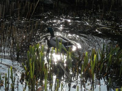 And a sun-speckled duck