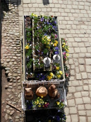 Flowers for sale