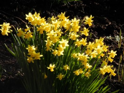 Spring bulbs at Quarry Bank