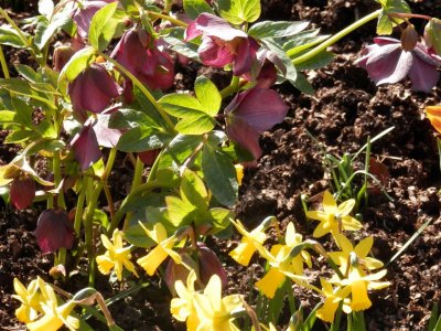 Spring flowers at Quarry Bank