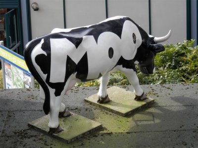 Moo