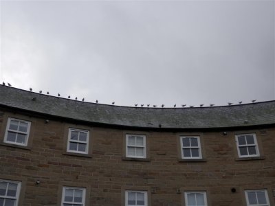 PC240143 (Medium).JPG