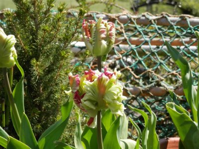 Fancy tulips