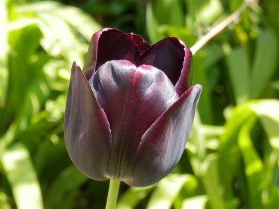 Glossy black tulip