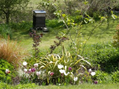 View down to the bees