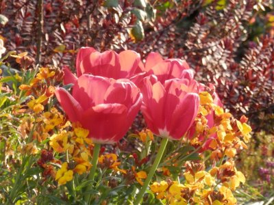 Tulips on Dagnall Gardens